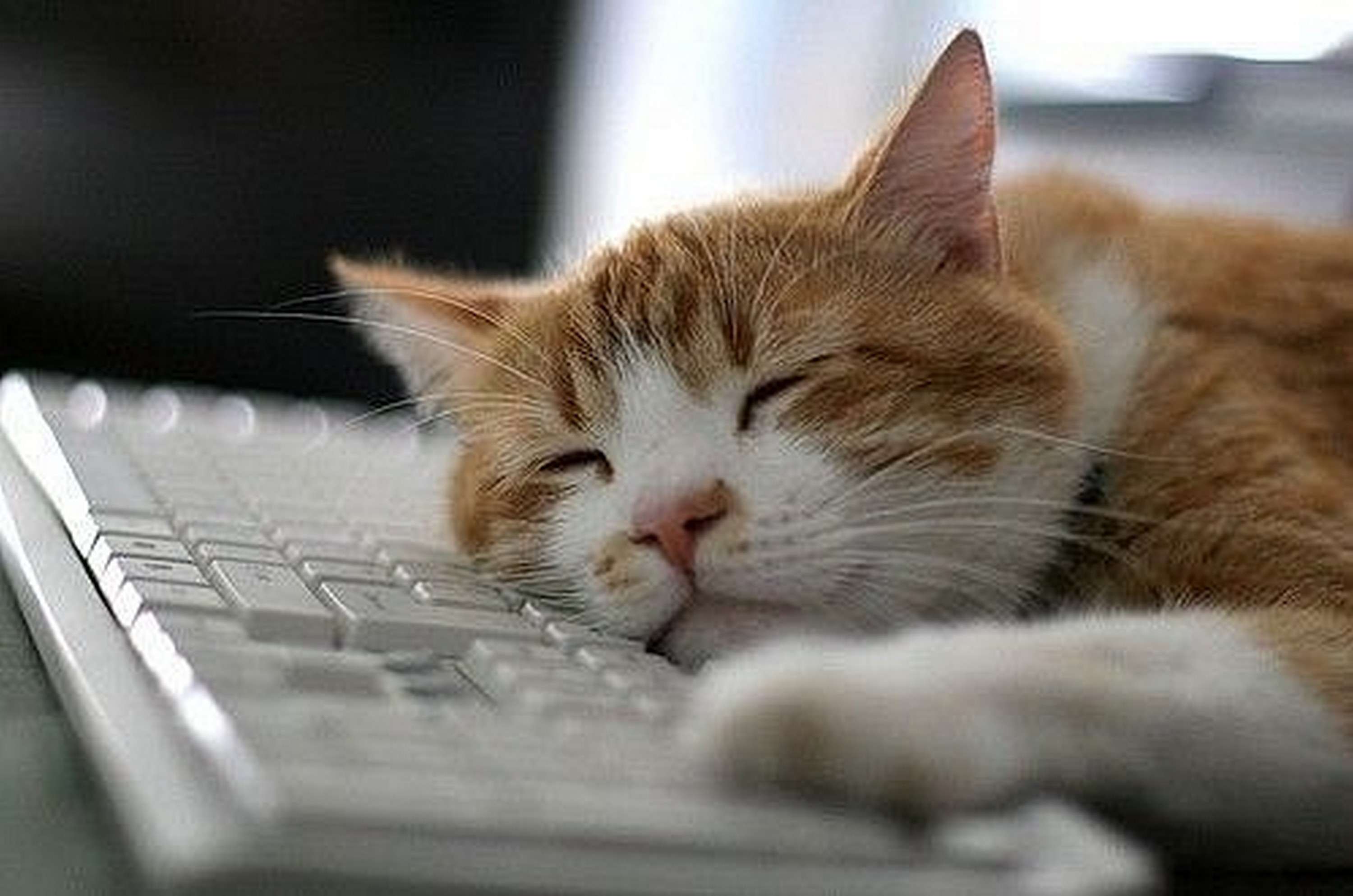 Спокойной рабочей. Уставший кот. Спящий кот. Спокойный кот.